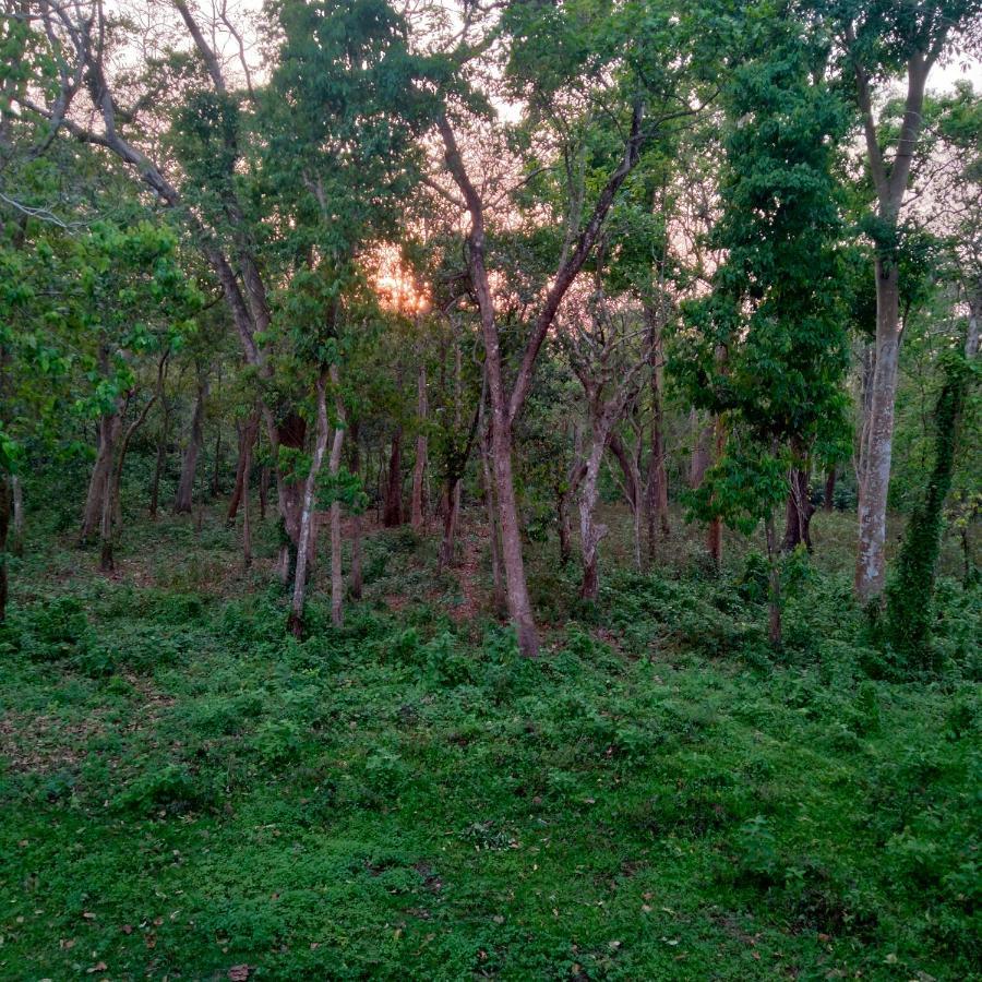 Hotel Tiger Tops Sauraha Exterior photo