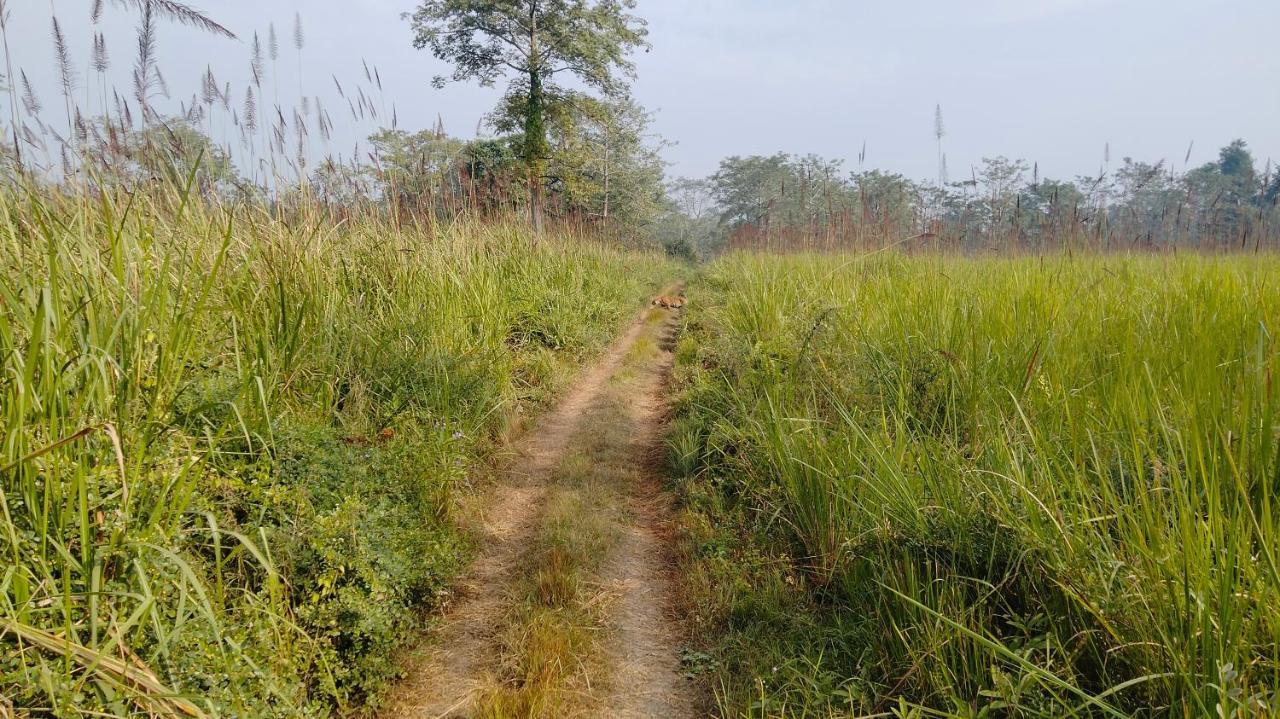 Hotel Tiger Tops Sauraha Exterior photo