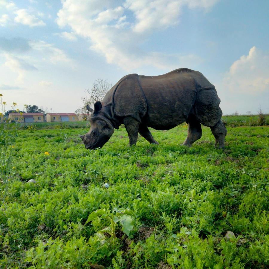 Hotel Tiger Tops Sauraha Exterior photo