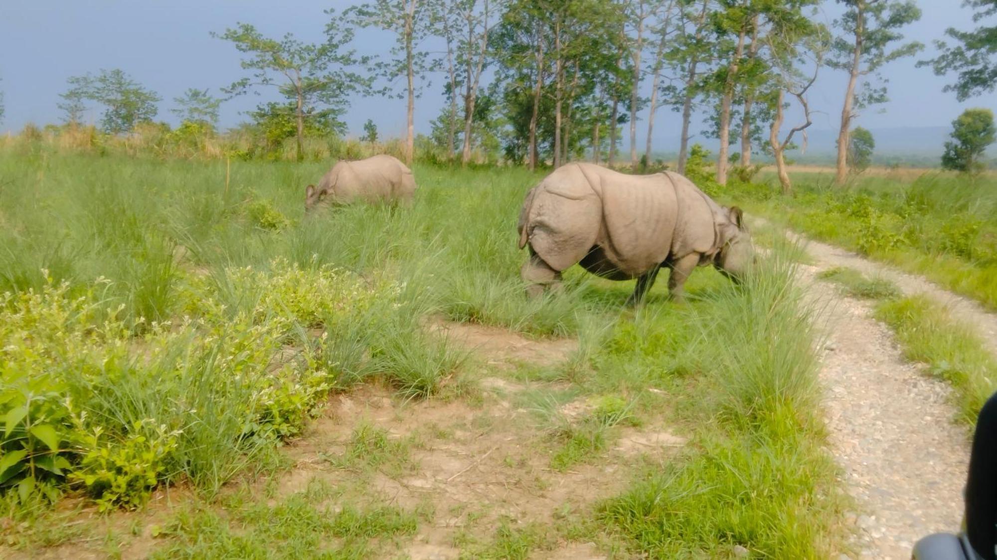 Hotel Tiger Tops Sauraha Exterior photo